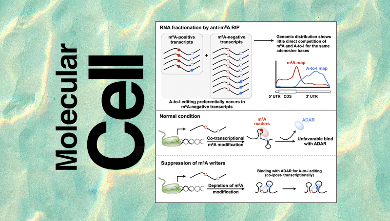楊力研究組合作發(fā)表不同RNA修飾間的互作調控