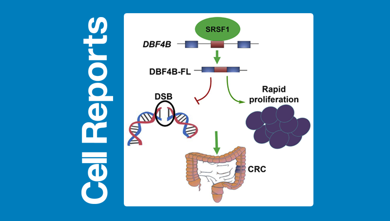 馮英研究組發(fā)現DBF4B剪接在腫瘤細胞中的調控作用
