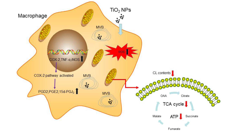 尹慧勇研究組發(fā)現二氧化鈦納米顆粒影響巨噬細胞功能和免疫反應的新機制