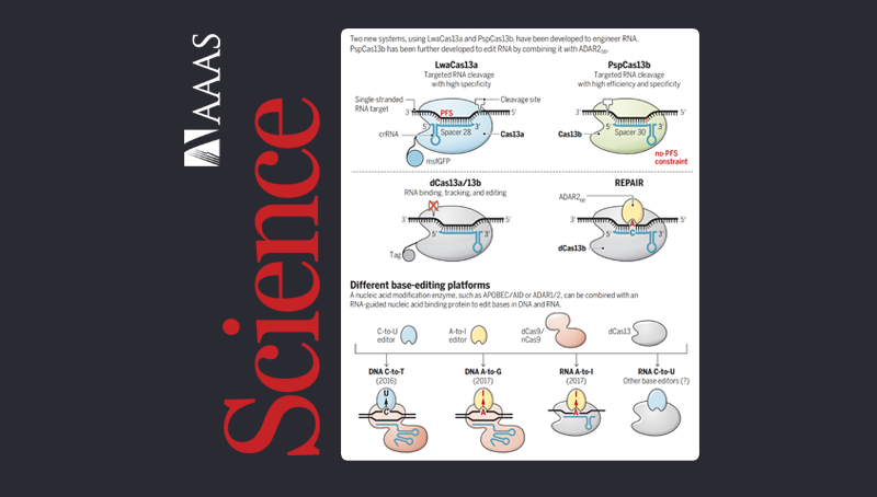 中國科學(xué)院上海營(yíng)養與健康研究院科研人員在<em>Science</em>上發(fā)表perspective推薦Cas13系統介導的RNA研究新體系