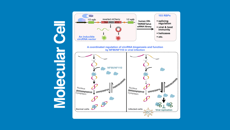 上海生科院(人口健康領(lǐng)域)科研人員合作發(fā)現NF90/NF110對環(huán)形RNA表達調控和功能作用的新機制