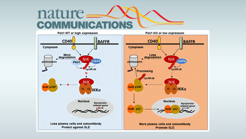 肖意傳研究組發(fā)現E3泛素連接酶Peli1在系統性紅斑狼瘡中的功能與作用機制