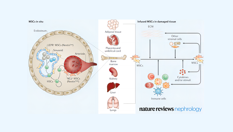 時(shí)玉舫研究組在Nature Reviews Nephrology就炎癥微環(huán)境調控干細胞的應用和機制發(fā)表特邀綜述