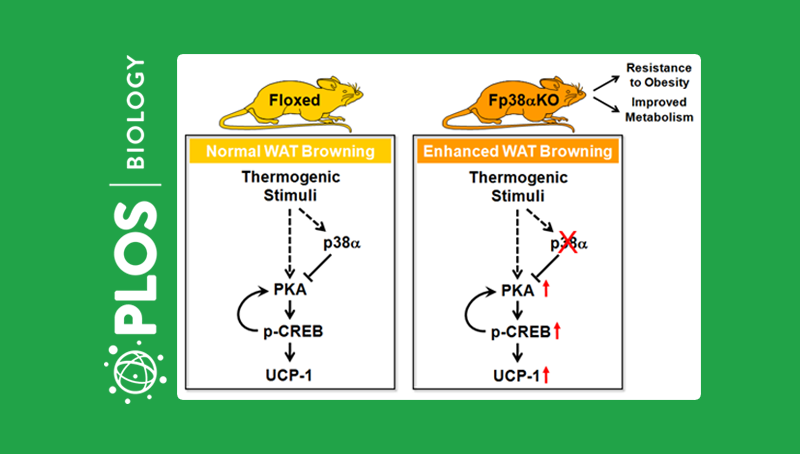 應浩研究組發(fā)現p38α在白色脂肪米色化過(guò)程中的功能與作用機制