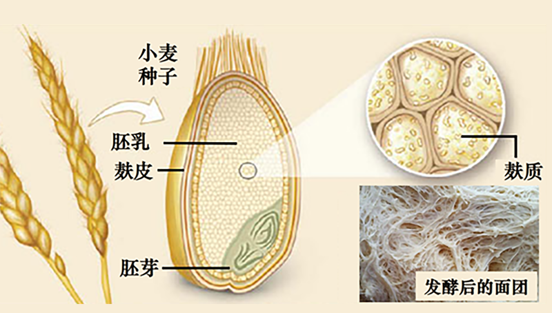 宗耕研究組揭示麩質(zhì)攝入量與2型糖尿病風(fēng)險之間的關(guān)系