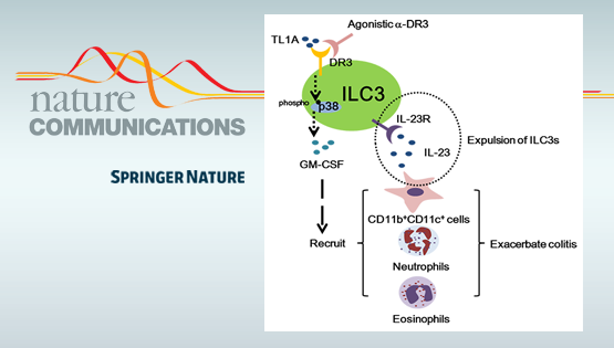 邱菊研究組發(fā)現DR3信號通路通過(guò)調控ILC3從而調節腸道炎癥的新機制