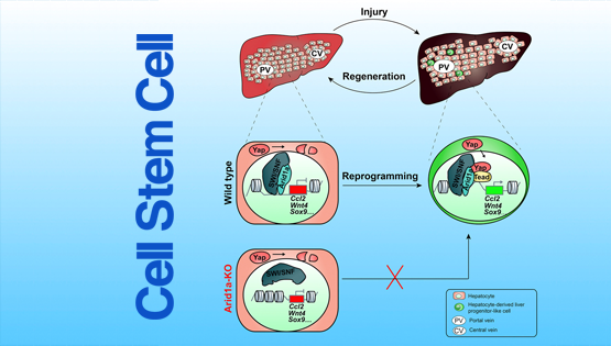 李亦學(xué)研究組合作揭示損傷再生中肝細胞可塑性的分子基礎