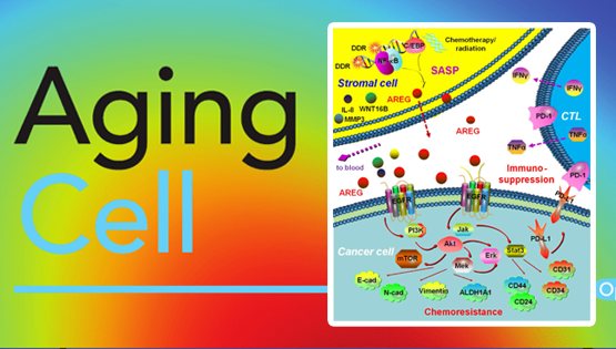 孫宇研究組發(fā)現藥物損傷性微環(huán)境中衰老細胞引發(fā)腫瘤耐藥與免疫逃逸新機制