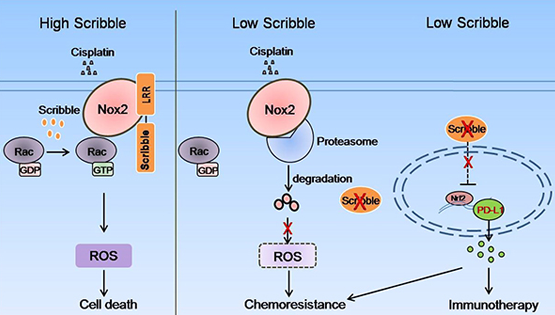 詹麗杏研究組發(fā)現極性蛋白Scribble促進(jìn)非小細胞肺癌順鉑敏感性的新機制