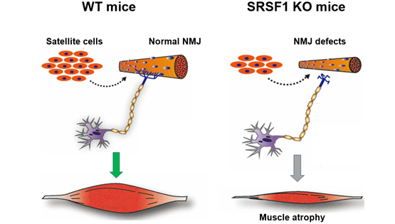 馮英研究組合作發(fā)現SRSF1調控小鼠骨骼肌衛星細胞增殖以及神經(jīng)肌肉接頭（NMJ）的成熟過(guò)程
