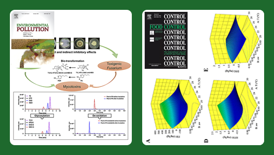 武愛(ài)波研究組在基于木霉的真菌毒素脫毒轉化、玉米原料中真菌毒素污染風(fēng)險預警等方面取得研究進(jìn)展