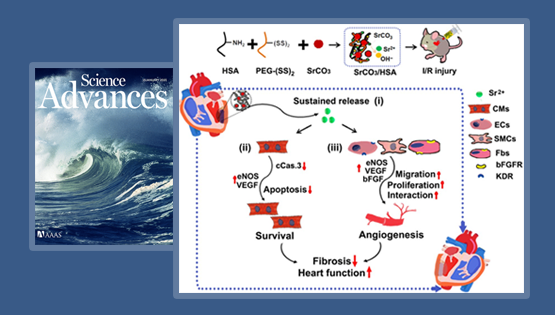 楊黃恬研究組合作發(fā)現活性鍶離子復合水凝膠促進(jìn)心肌梗死心臟修復的新作用