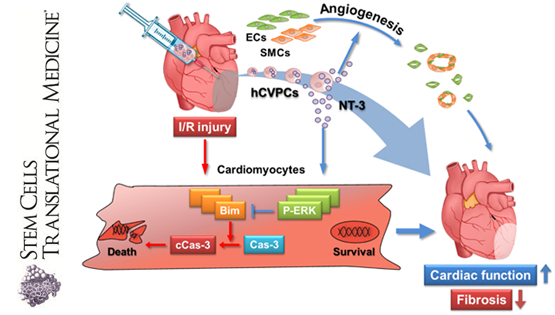 楊黃恬團隊揭示人胚胎干細胞源心血管前體細胞及其分泌因子促進(jìn)缺血/再灌損傷心肌修復的新機制