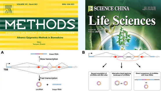 楊力研究組發(fā)表環(huán)形RNA綜述論文和方法論著(zhù)文章