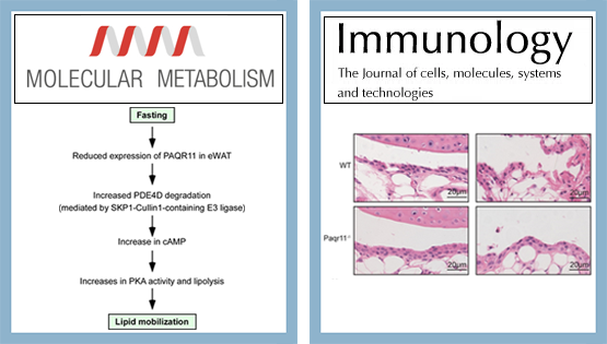陳雁研究組發(fā)現高爾基體膜蛋白PAQR11對脂代謝和免疫調控新功能