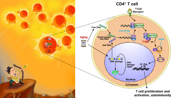 肖意傳研究組揭示CD4<sup>+</sup> T細胞中新的DNA感知通路及其介導衰老相關(guān)自身免疫病的調控機制