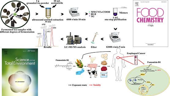 營(yíng)養與健康所武愛(ài)波研究組在發(fā)酵茶黃曲霉毒素精準檢測與伏馬菌素致毒解毒新機制方面取得進(jìn)展