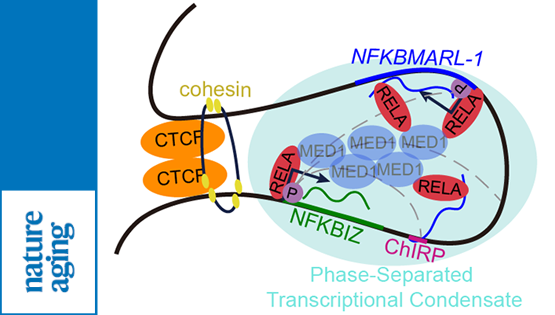 營(yíng)養與健康所韓敬東研究組揭示衰老相關(guān)lncRNAs進(jìn)化保守并參與NFκB信號通路調控