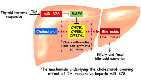 營(yíng)養與健康研究所應浩研究組合作發(fā)現肝臟miR-378調控血清總膽固醇的作用及機制