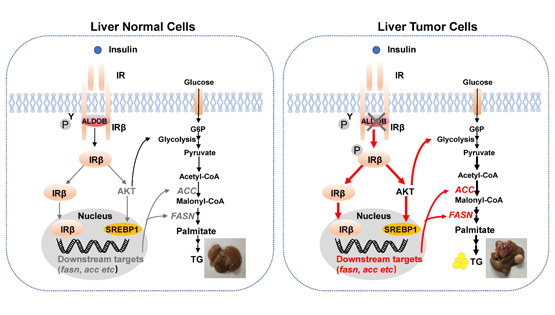 營(yíng)養與健康所尹慧勇研究組發(fā)現果糖-1,6-二磷酸醛縮酶B調控胰島素受體信號通路新機制