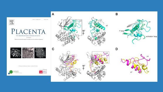 營(yíng)養與健康所李海鵬研究組合作發(fā)現Nrk新外顯子和加速進(jìn)化對胎盤(pán)形成的關(guān)鍵作用