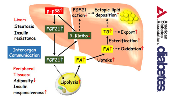 營(yíng)養與健康所應浩研究組合作揭示肝臟p38激活通過(guò)FGF21調控機體代謝的分子機制