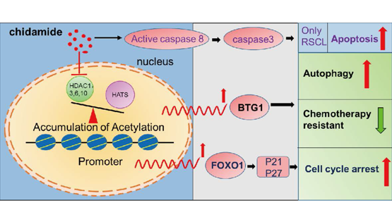 營(yíng)養與健康所王蘭研究組合作發(fā)現西達本胺通過(guò)BTG1介導的自噬逆轉復發(fā)/難治B細胞淋巴瘤的化療耐藥