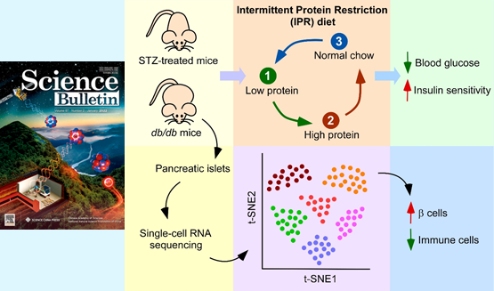 營(yíng)養與健康所陳雁研究組發(fā)現間歇性蛋白限制能夠干預糖尿病并保護胰島β細胞