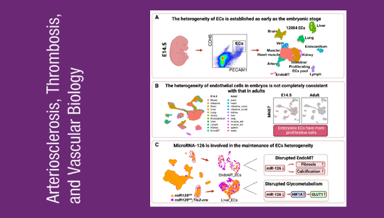 營(yíng)養與健康所荊清研究組揭示血管內皮細胞時(shí)空異質(zhì)性和MicroRNA-126維持內皮細胞異質(zhì)性穩態(tài)的作用機制
