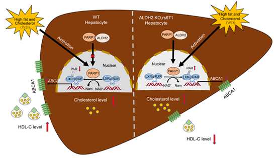 營(yíng)養與健康所尹慧勇研究組發(fā)現乙醛脫氫酶2調控高密度脂蛋白代謝新機制