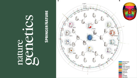 復旦大學(xué)、中科院團隊最新成果：揭示東亞面部獨特性遺傳進(jìn)化機制