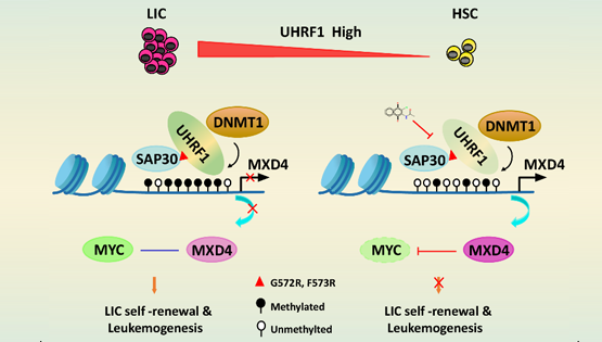 營(yíng)養與健康所王蘭研究組合作揭示UHRF1調控急性髓系白血病的新機制
