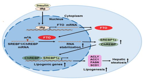 營(yíng)養與健康所應浩研究組發(fā)現了FTO促進(jìn)肝臟脂肪生成和NAFLD發(fā)病的關(guān)鍵機制