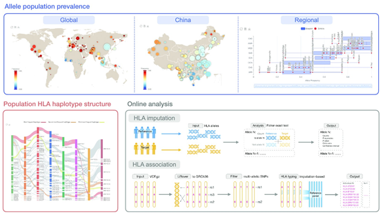 科研團隊發(fā)布人類(lèi)主要組織相容性復合體基因數據庫和分析平臺PGG.MHC