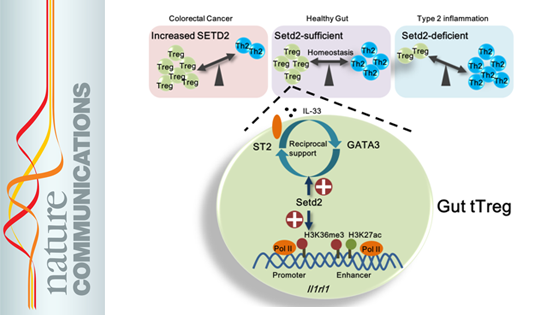 營(yíng)養與健康所邱菊研究組合作發(fā)現Setd2調控調節性T細胞抑制腸道炎癥的機制