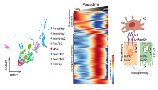 營(yíng)養與健康所李虹研究組合作挖掘單細胞圖譜發(fā)現巨噬細胞調控肝細胞去分化的機制
