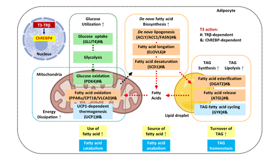 營(yíng)養與健康所應浩研究組揭示甲狀腺激素通過(guò)脂肪細胞β受體調控胞內糖脂代謝和全身代謝穩態(tài)的機制
