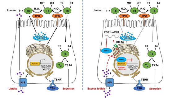 營(yíng)養與健康所應浩研究組發(fā)現碘過(guò)量抑制甲狀腺激素合成的新機制