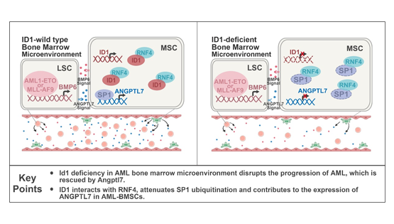 營(yíng)養與健康所王蘭研究組揭示骨髓微環(huán)境中ID1調控急性髓系白血病起始與進(jìn)展的新機制
