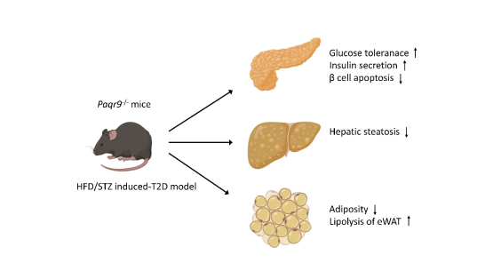 營(yíng)養與健康所陳雁研究組發(fā)現PAQR9可以改善糖尿病小鼠的胰島細胞功能和葡萄糖穩態(tài)