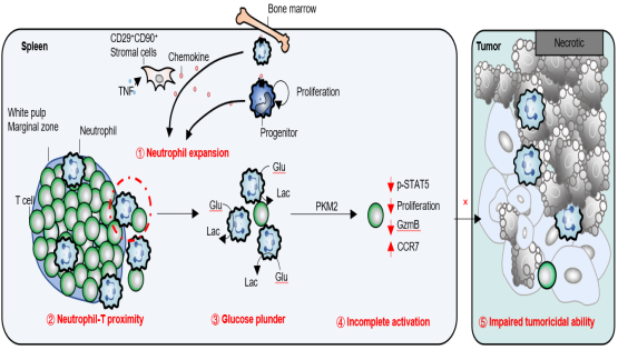 營(yíng)養與健康所組織干細胞與免疫研究組發(fā)現脾臟嗜中性粒細胞調控乳腺癌進(jìn)展的新機制