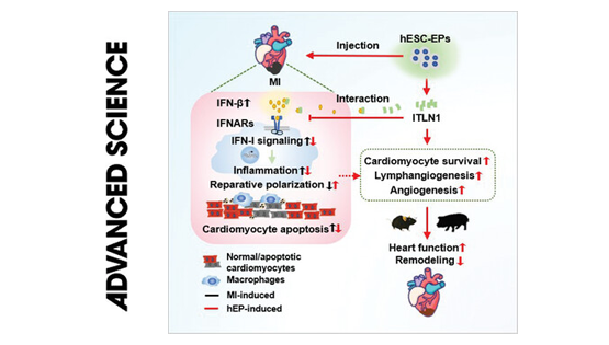 營(yíng)養與健康所楊黃恬研究組合作發(fā)現人多能干細胞源心外膜細胞促進(jìn)梗死心肌修復的作用和炎癥調控機制