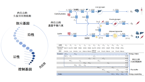 營(yíng)養與健康所李昕研究組提出新的基因劑量敏感性度量用于解析孟德?tīng)栠z傳和生命系統內穩態(tài)的聯(lián)系