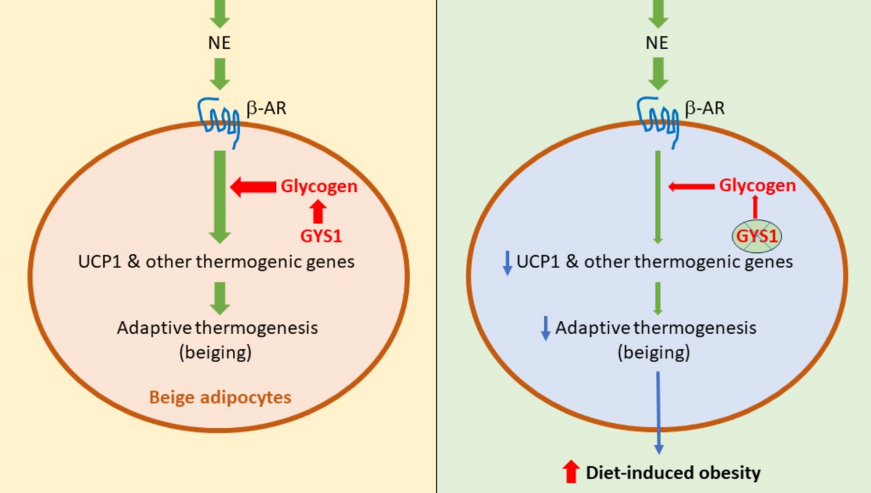 營(yíng)養與健康所陳雁研究組發(fā)現糖原在米色脂肪組織適應性產(chǎn)熱中的作用及其對肥胖的影響