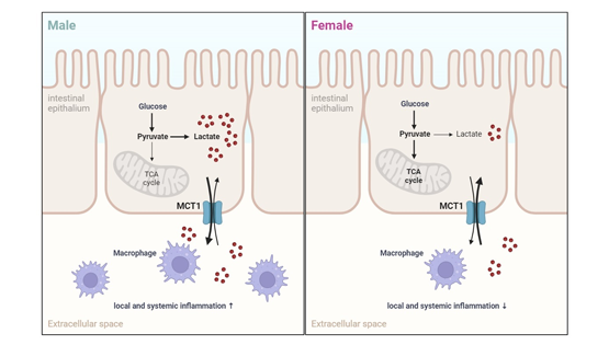 營(yíng)養與健康所陳雁研究組發(fā)現腸道MCT1在介導乳酸轉運和調控代謝穩態(tài)中的性別差異